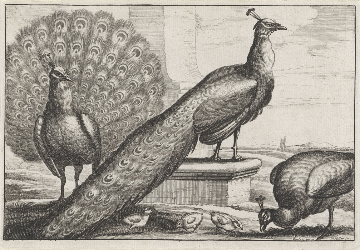 Wenceslaus Hollar - Two peacocks, a peahen, and three chicks