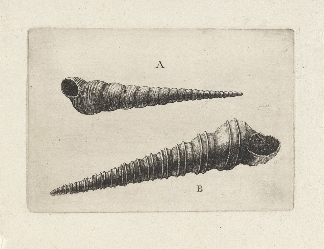 Wenceslaus Hollar - Two screw shells (Turritella spp.)