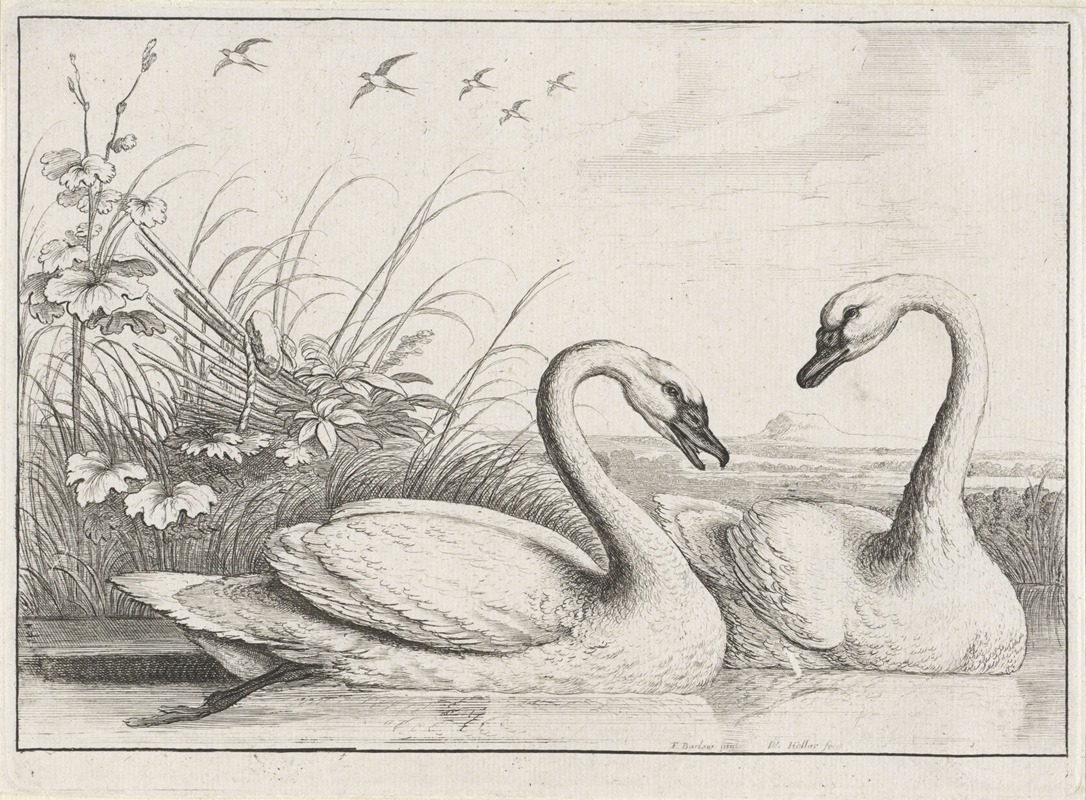 Wenceslaus Hollar - Two swans swimming, with an old fishing weir on the river bank at left, and five swallows flying overhead