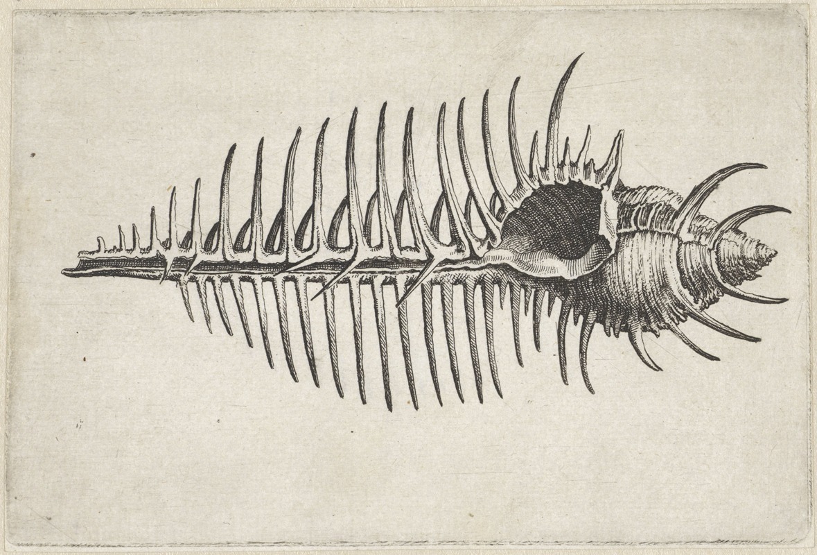 Wenceslaus Hollar - Venusis comb murex (Murex pecten)