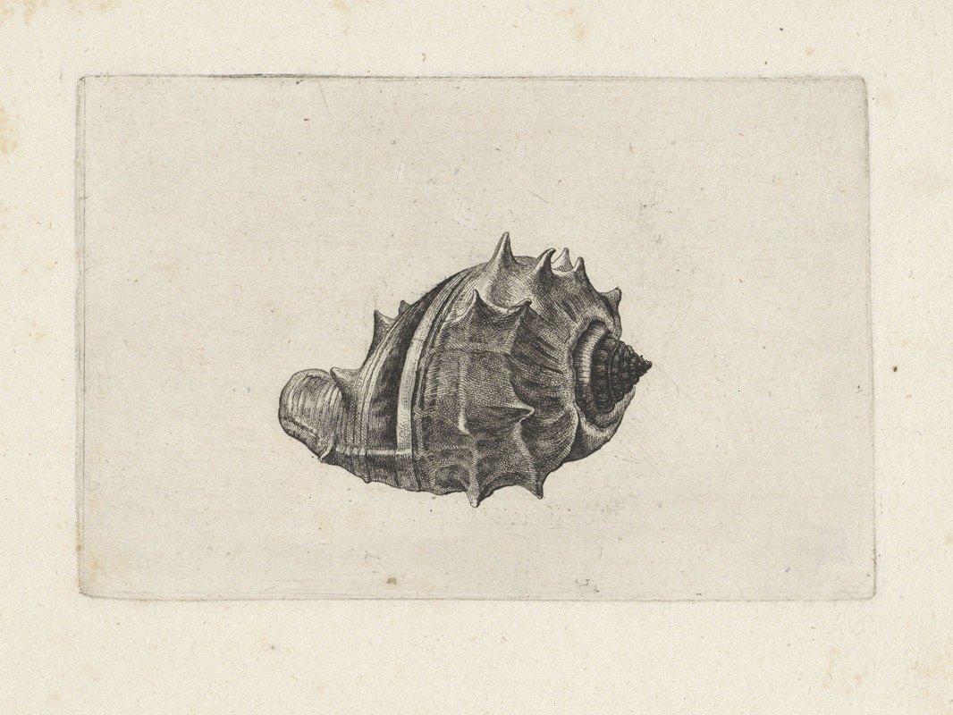 Wenceslaus Hollar - West Indian crown conch (Melongena melongena)