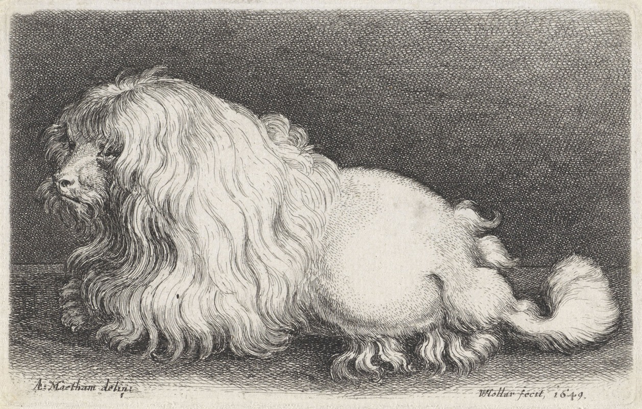 Wenceslaus Hollar - Witte hond