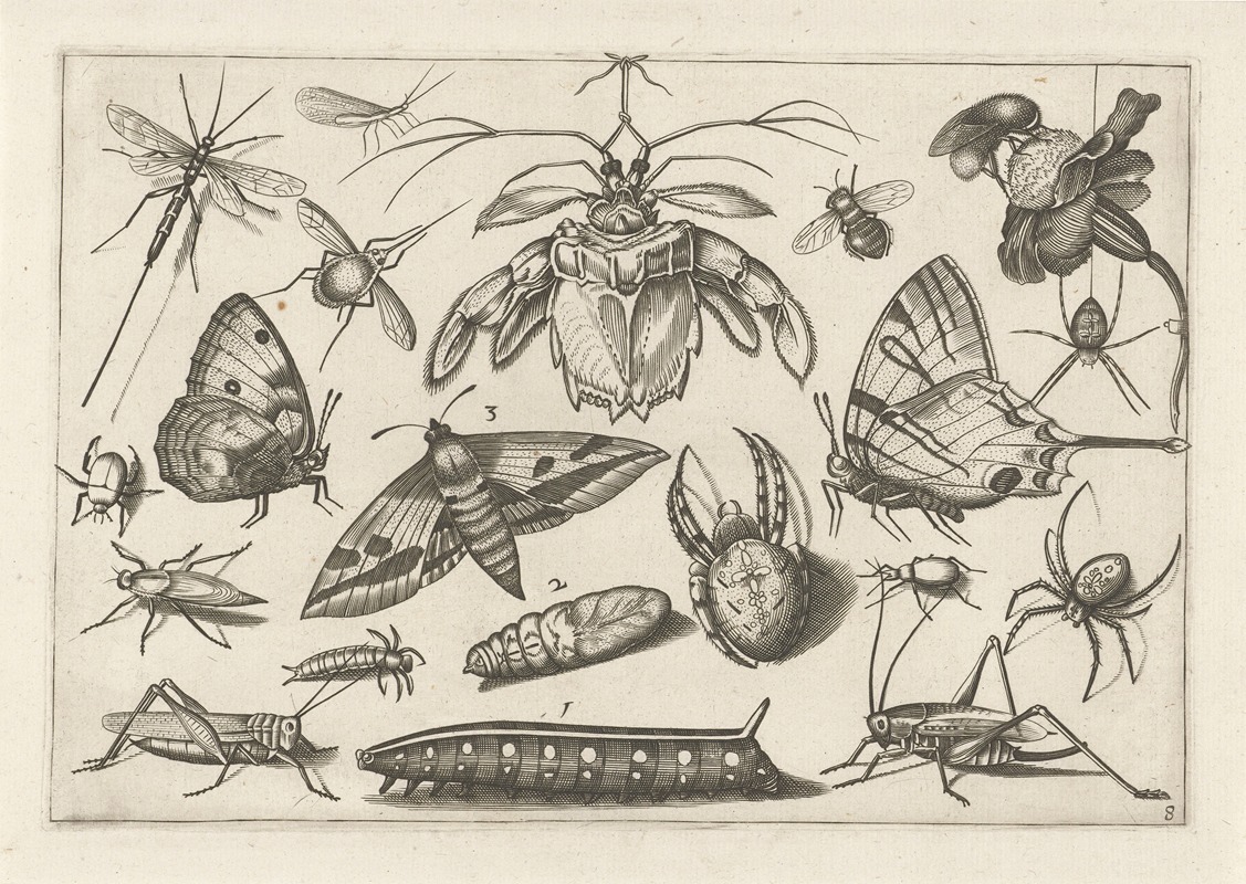 Jacob Hoefnagel - Diversae Insectarum Volatilium Pl.08