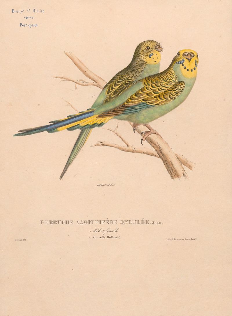 Jacques Christophe Werner - Perruche sagittifère ondulée, Shaw. Mâle et femelle (Nouvelle Hollande)