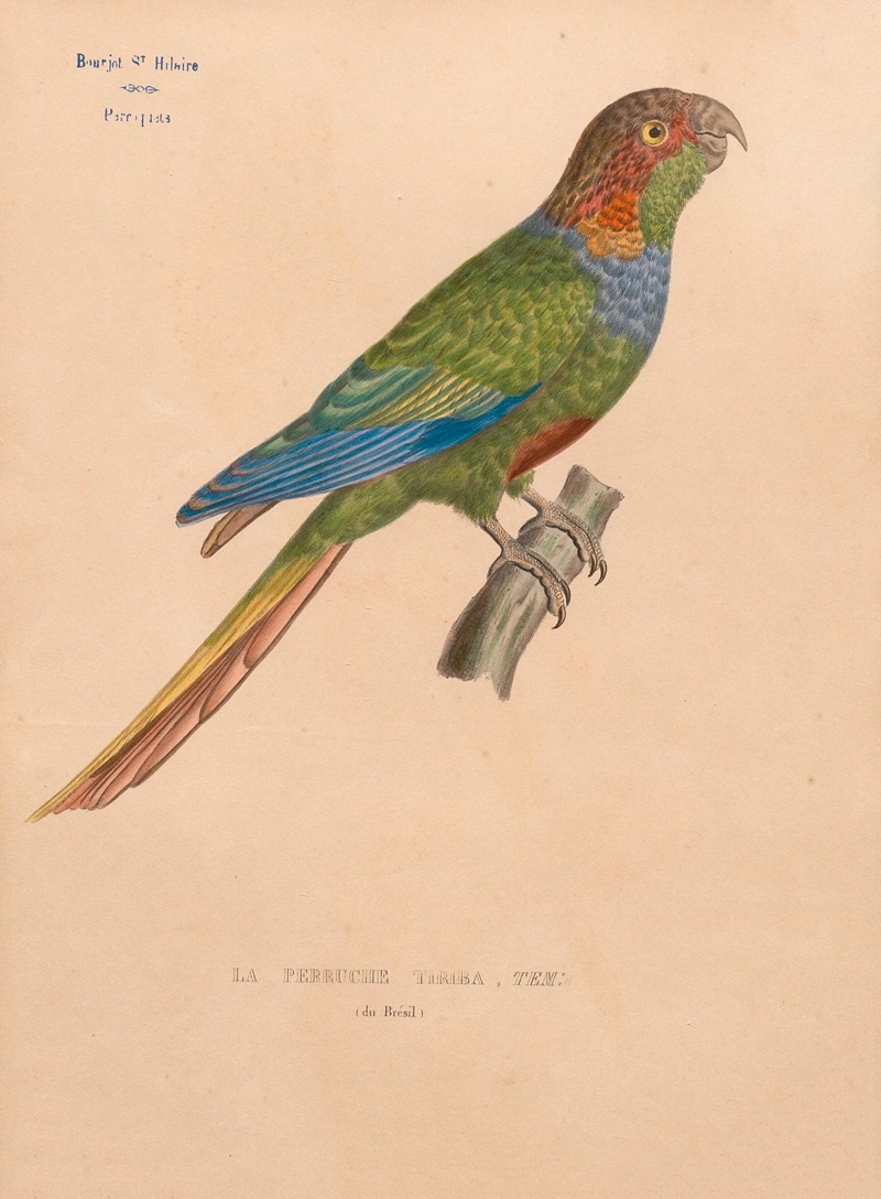 Jacques Christophe Werner - Perruche tiriba, Tem (du Brésil)