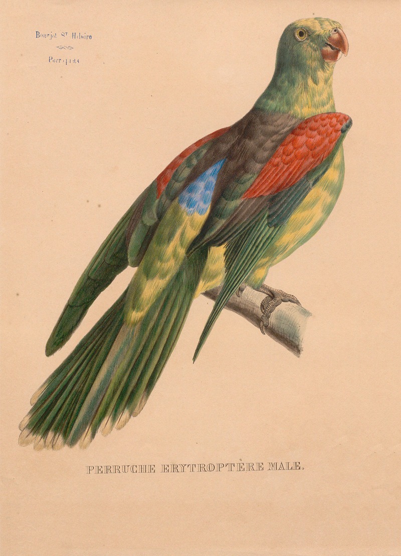 Jacques Christophe Werner - Perruche erytroptère male