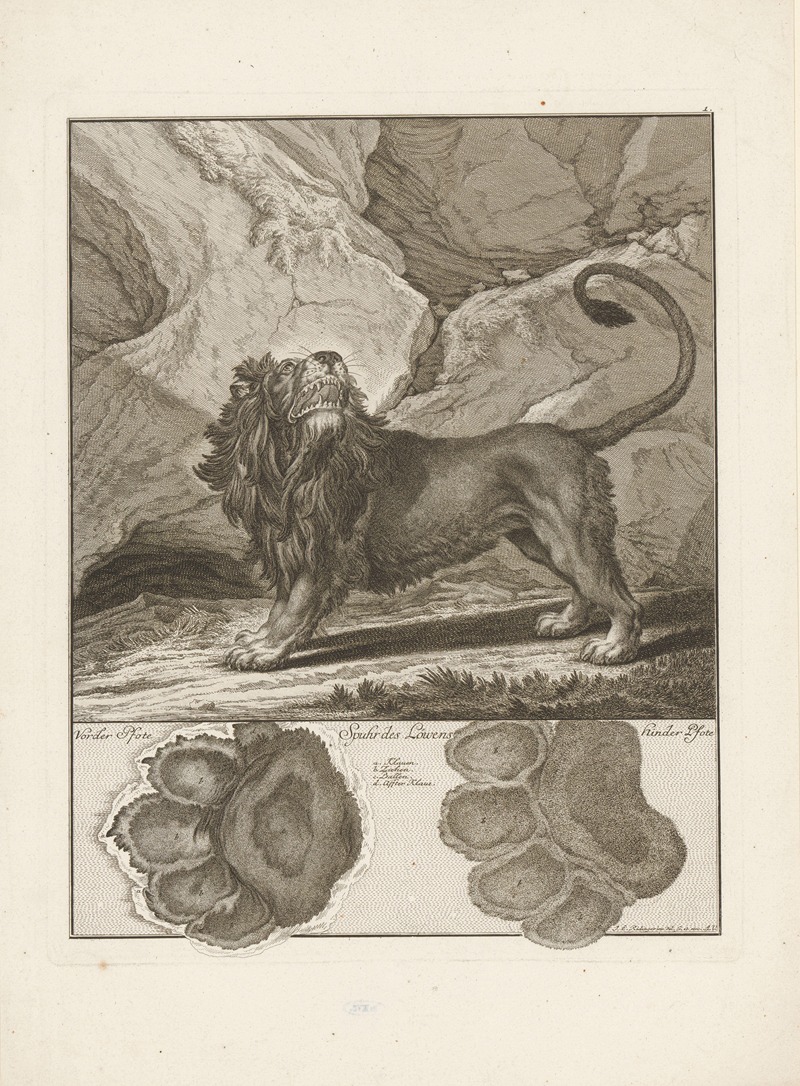 Johann Elias Ridinger - Lion