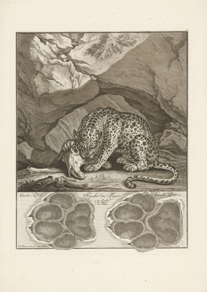 Johann Elias Ridinger - Tiger