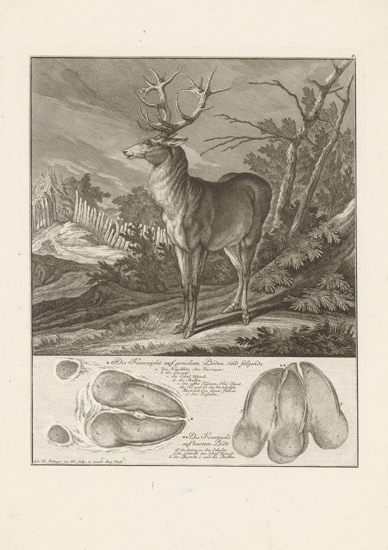 Johann Elias Ridinger - Deer