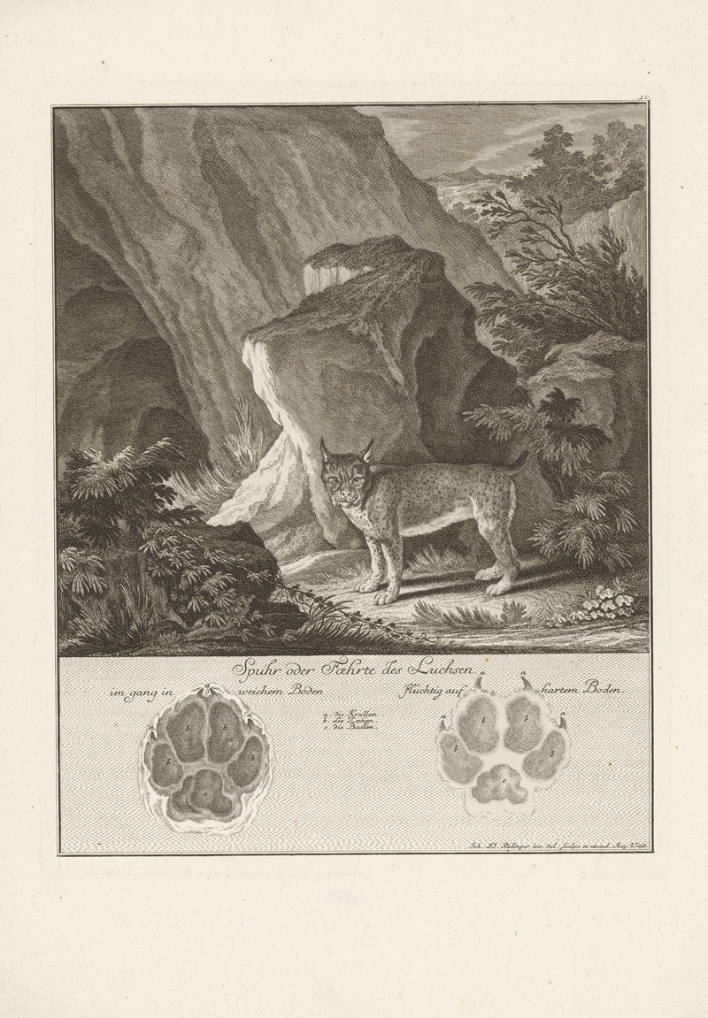 Johann Elias Ridinger - Lynx
