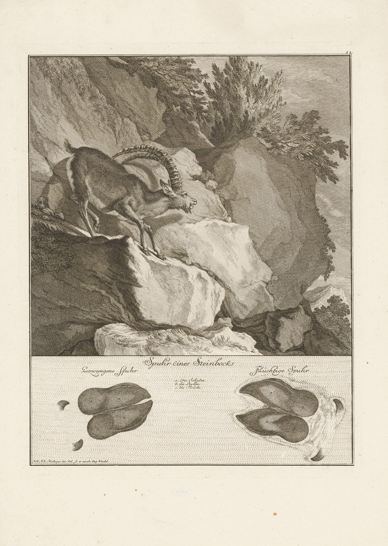 Johann Elias Ridinger - Ibex