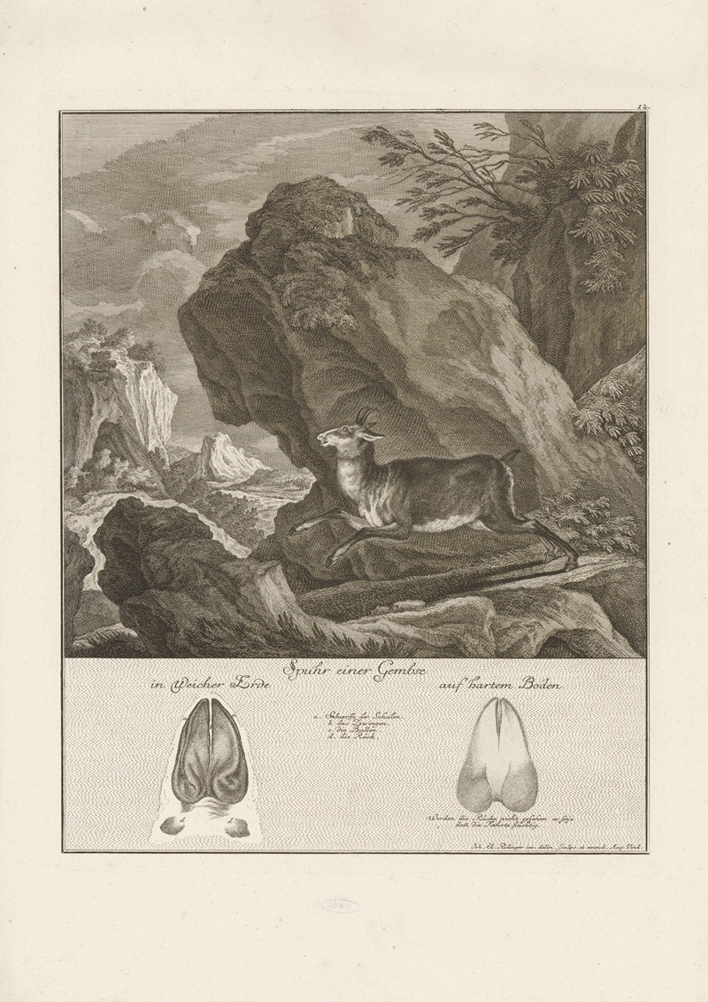 Johann Elias Ridinger - Chamois