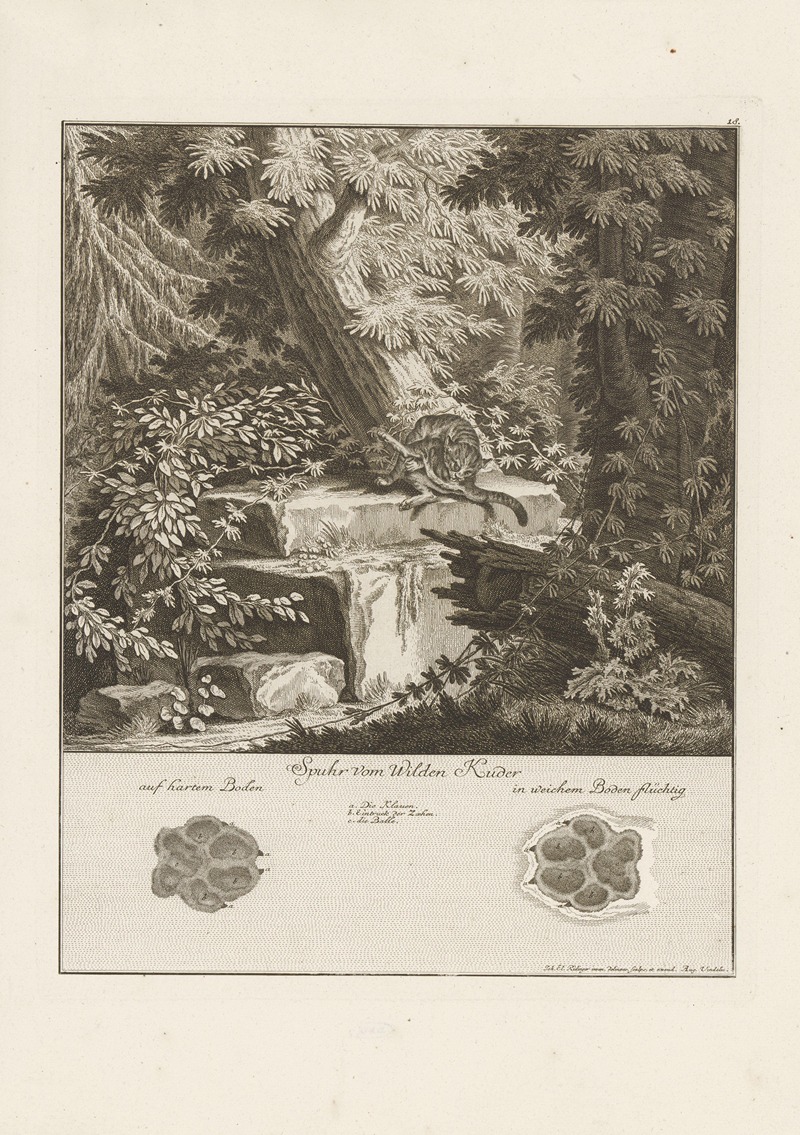 Johann Elias Ridinger - Wild cat