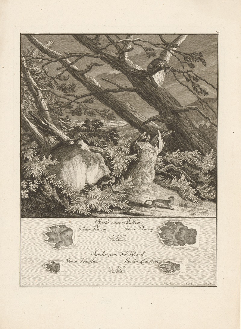 Johann Elias Ridinger - Marten and weasel