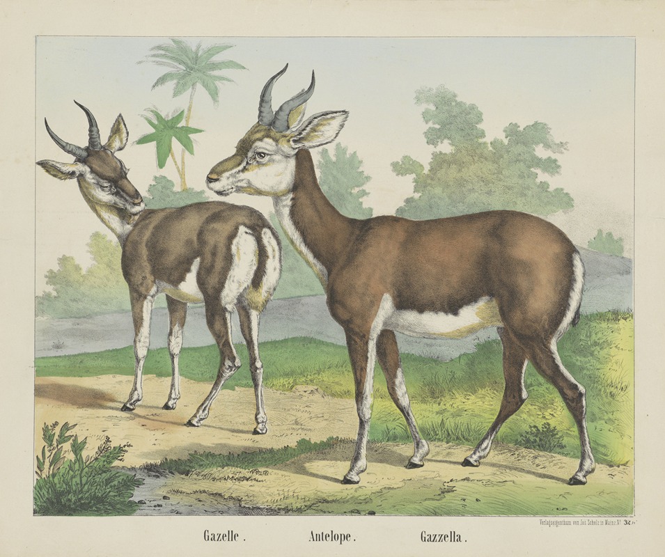 Joseph Scholz - Antelope