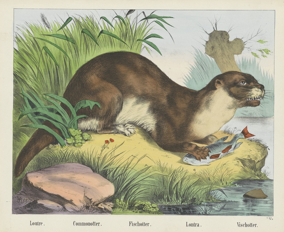 Joseph Scholz - Common otter
