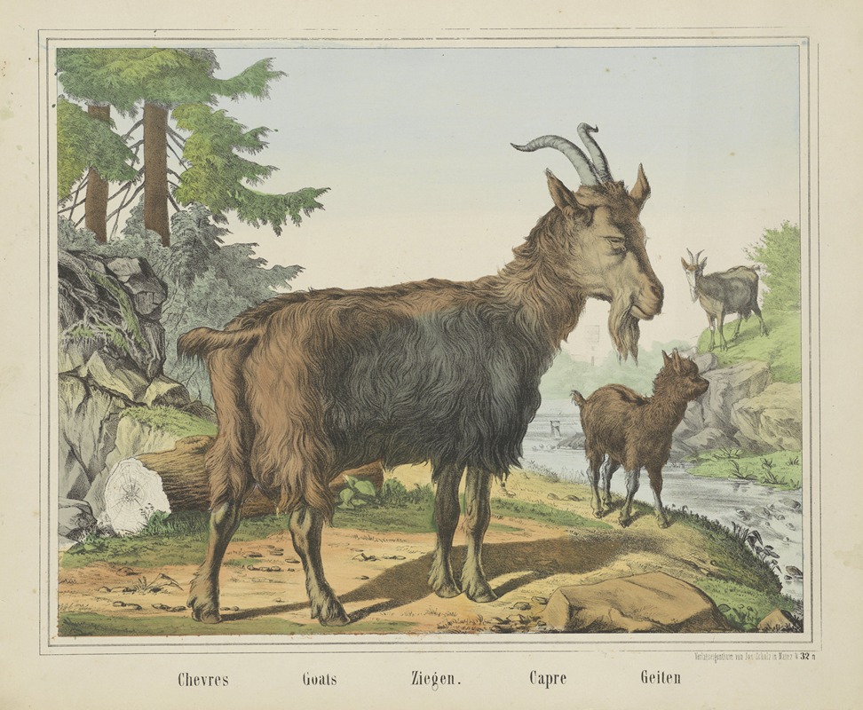 Joseph Scholz - Goats
