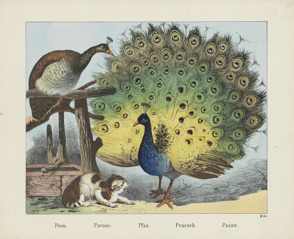 Joseph Scholz - Peacock.