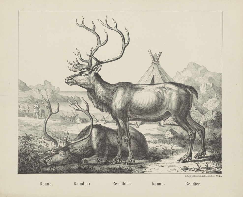 Joseph Scholz - Reindeer