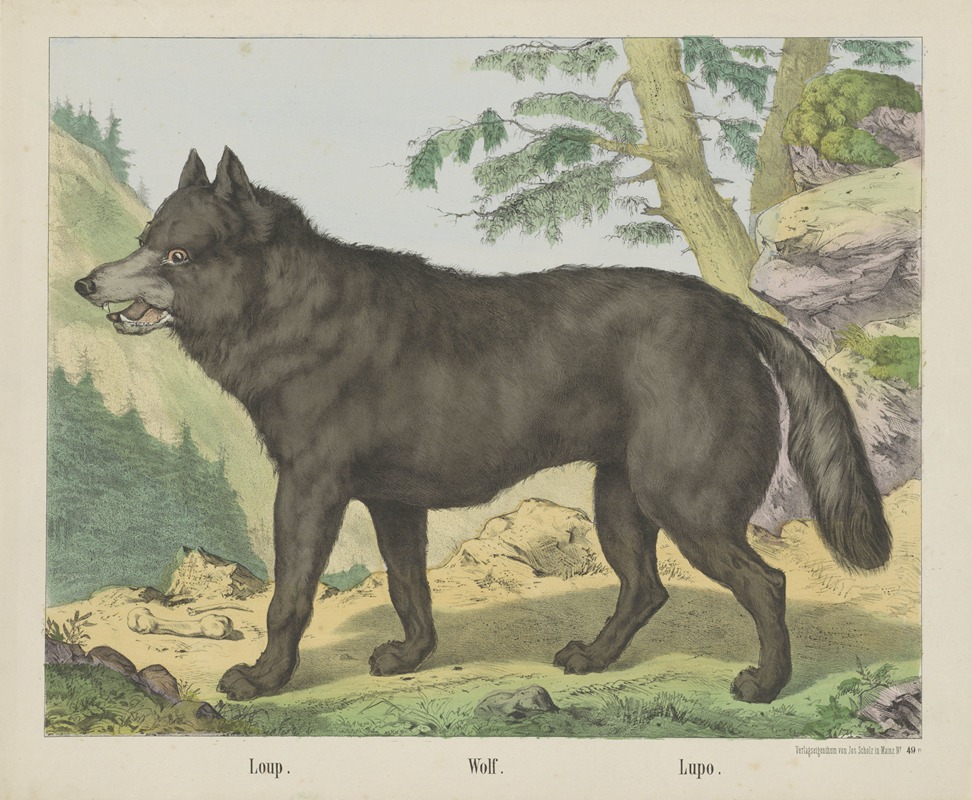 Joseph Scholz - Wolf