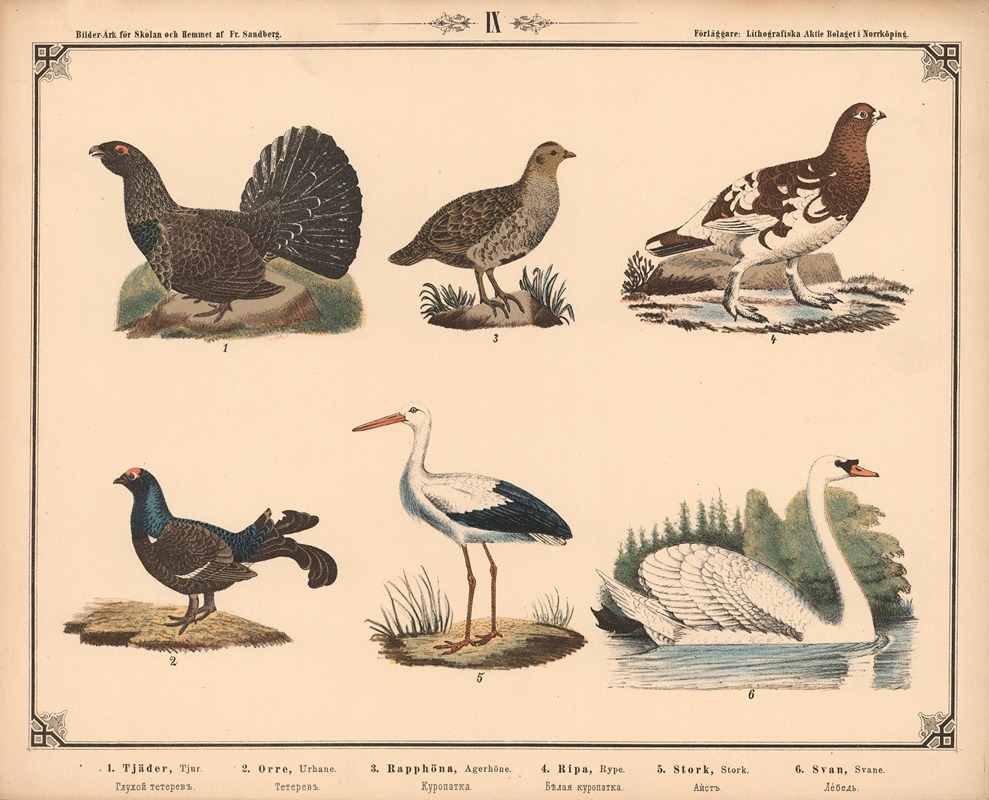 Tegning Rype Tjur, urhane, agerhøne, rype, stork og svane - Artvee