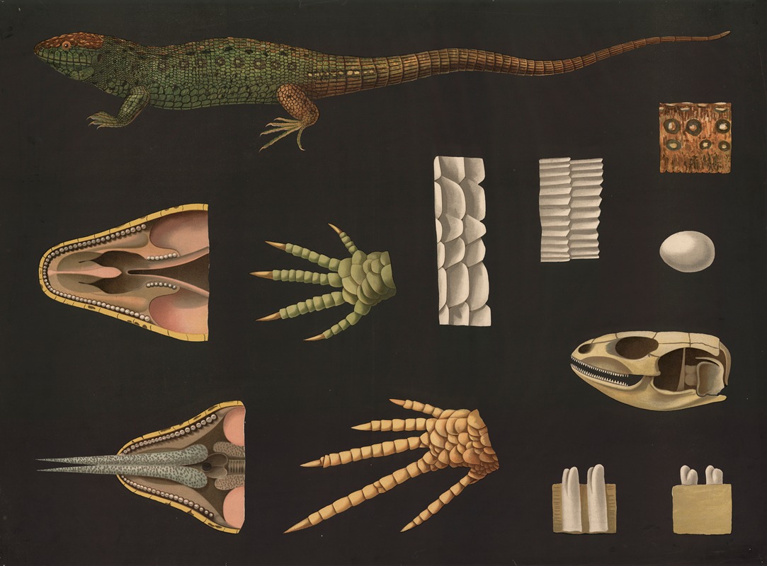 Sand lizard (Lacerta agilis) - Artvee
