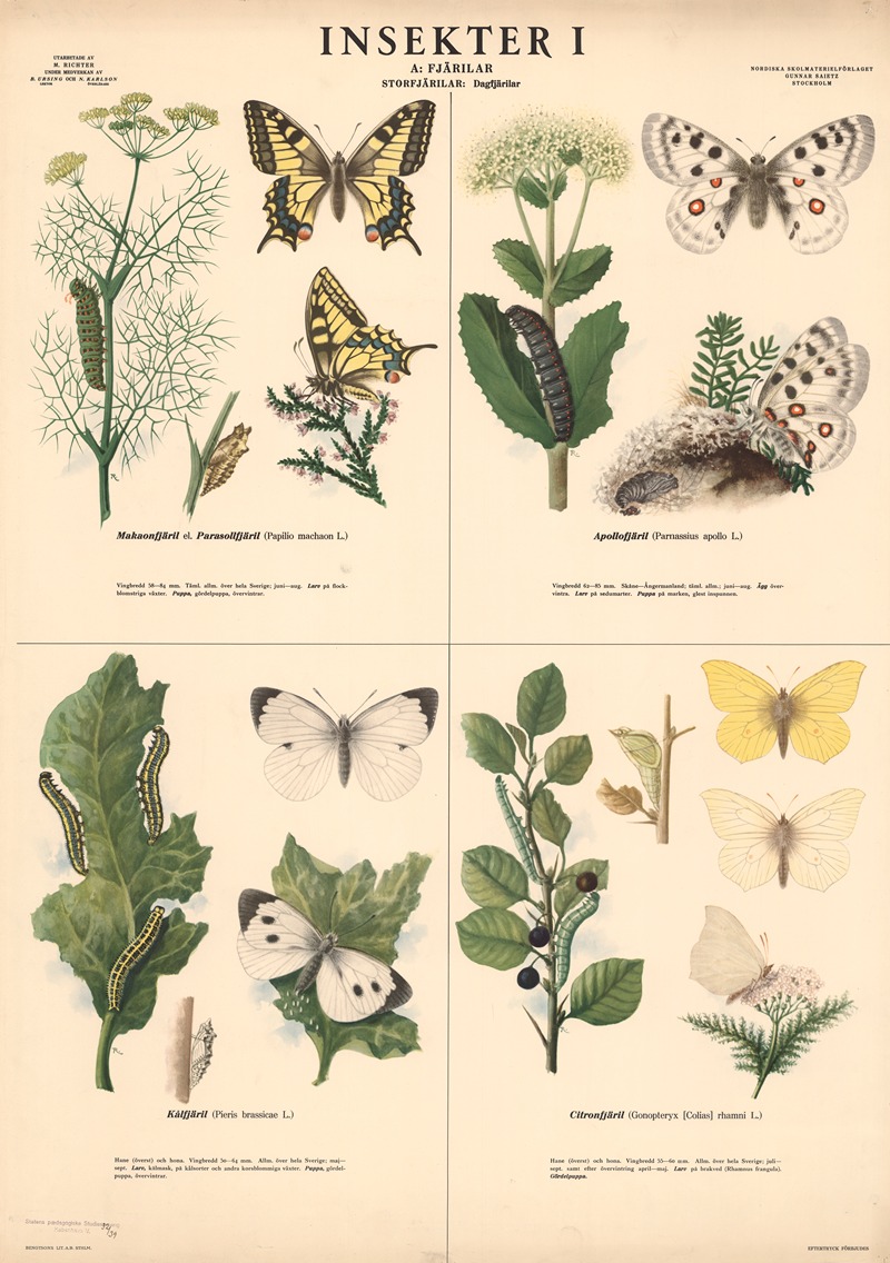 Insectaer Insekter I - Artvee