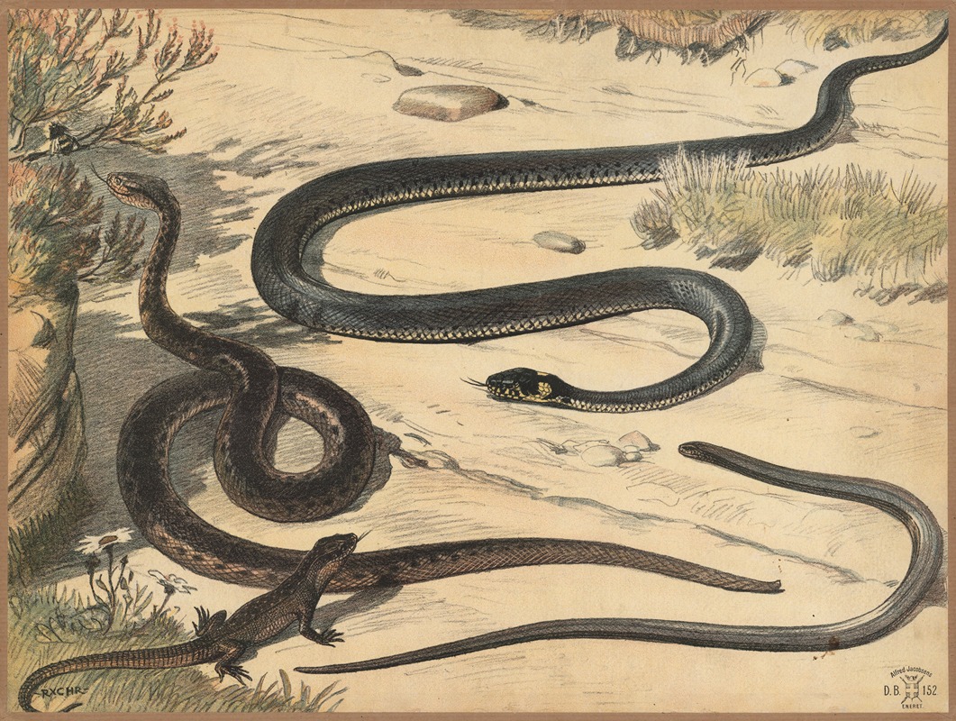 Adder, snake, lizard and Slow worm - Artvee