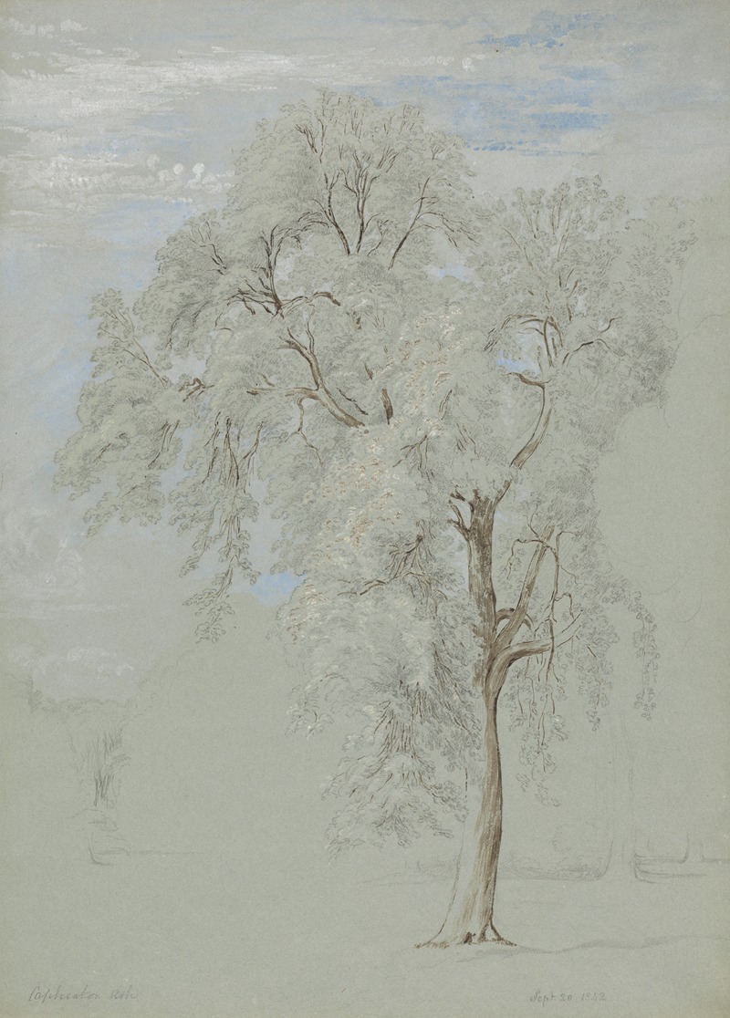 Edward Swinburne - Ash Tree