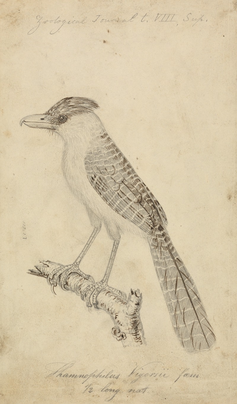 James de Carle Sowerby - Giant Antshrike