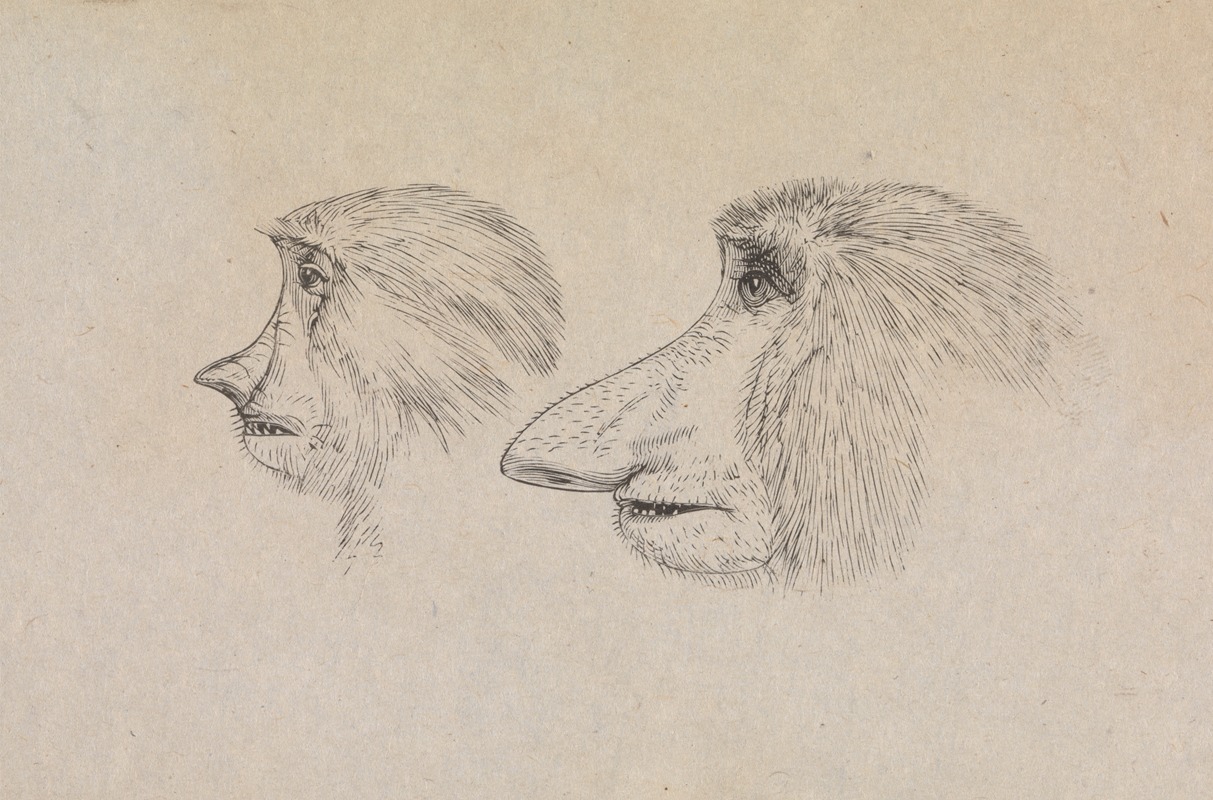 James de Carle Sowerby - Heads of Two Proboscis Monkeys