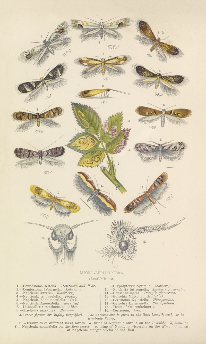 Miniopteridae Tree The Micro-Lepidoptera, or Leaf-Miners - Artvee