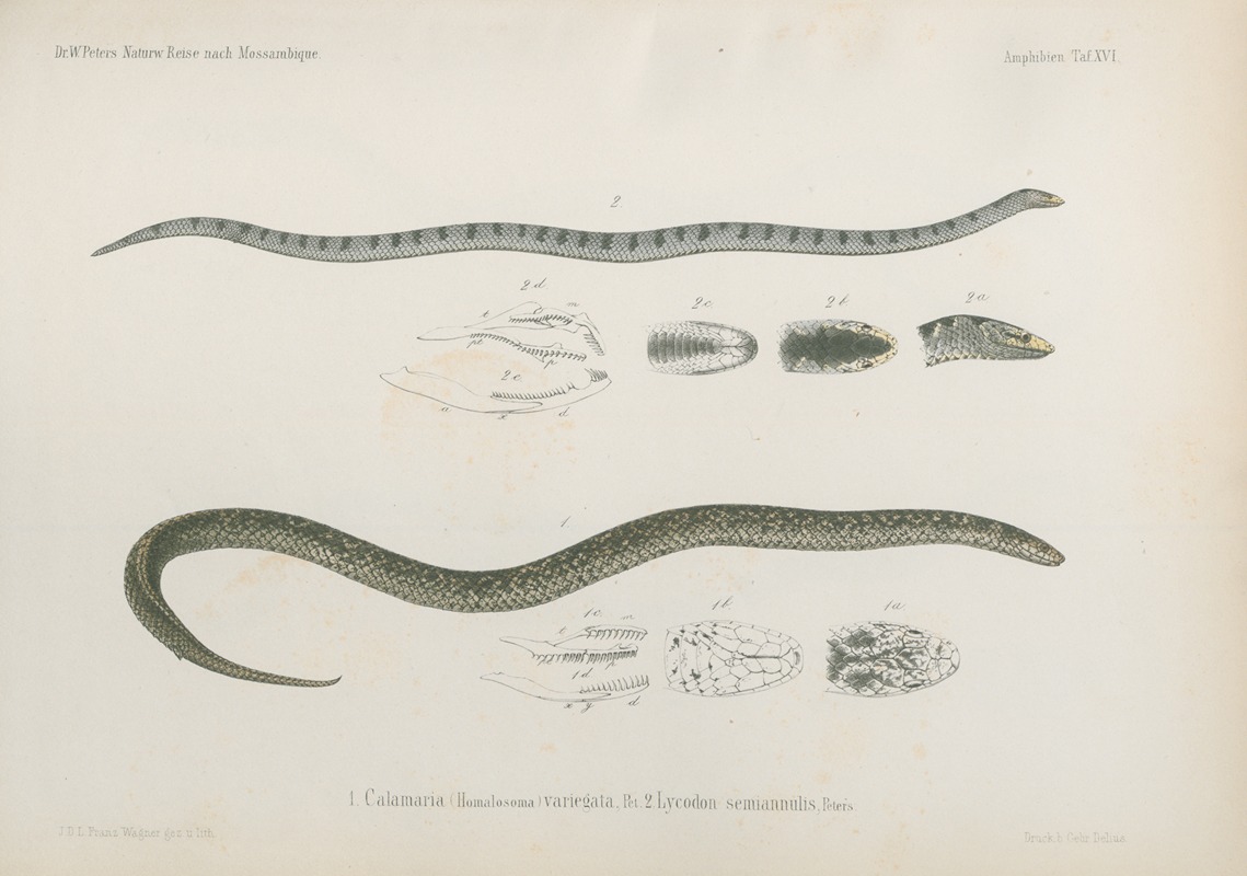 1. Calamaria (Homalosoma) variegata, 2. Lycodon semianulis - Artvee
