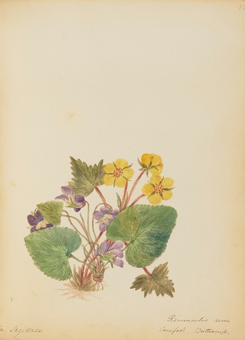 Viola Ranunculus Viola Sagittata Ranunculus acris. Crowfoot. Buttercup - Artvee