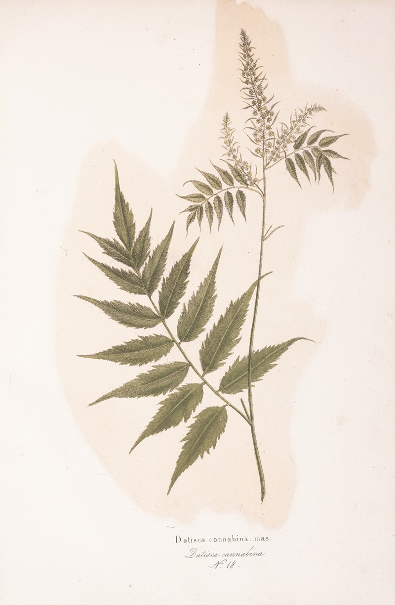 Datisca cannabina - Artvee