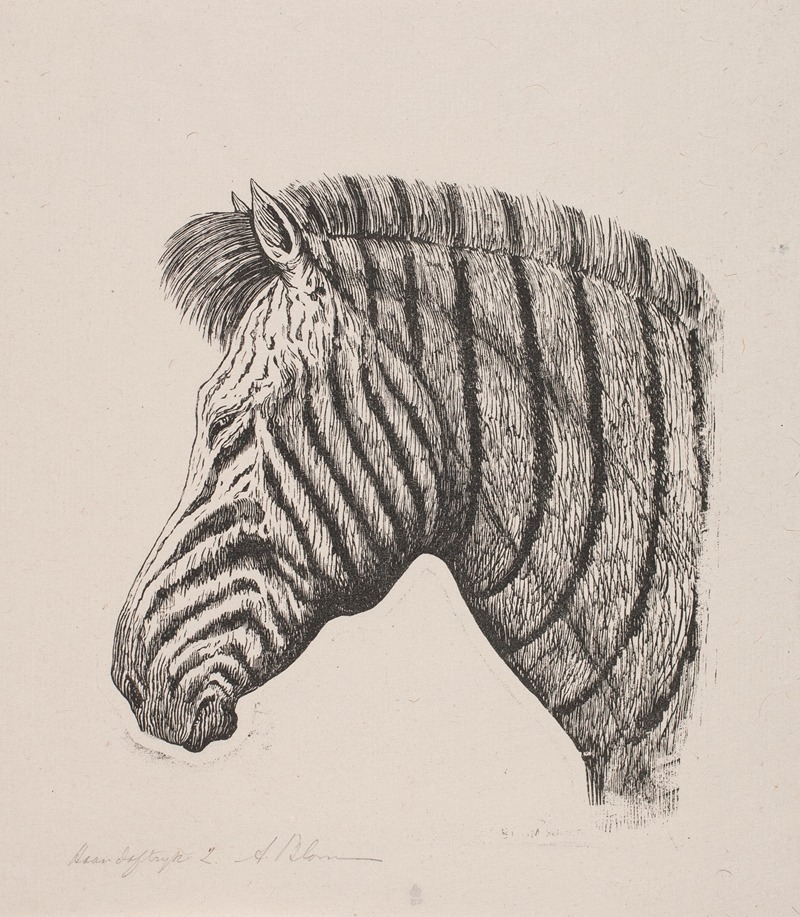 Alexander Blom - Hoved af en Zebra