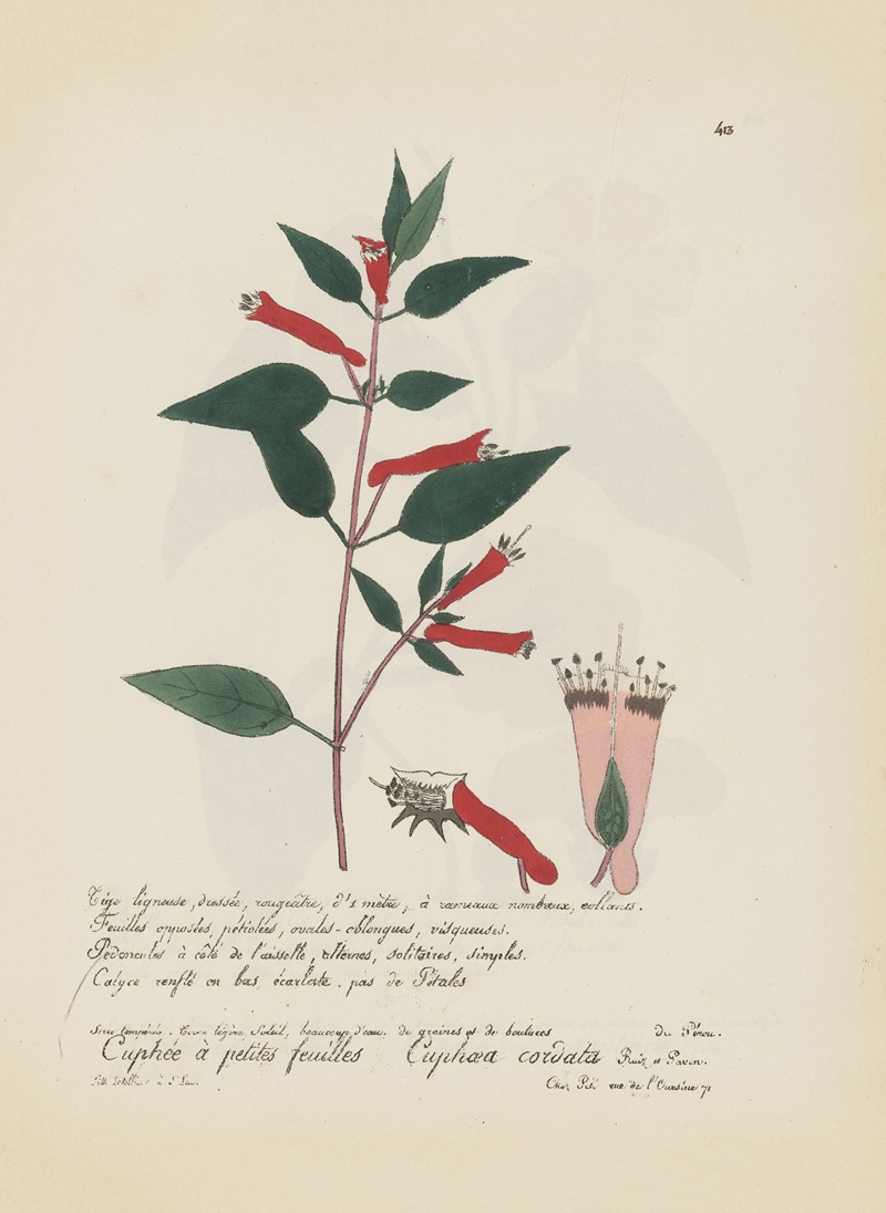 Cuphaea cordata - Artvee