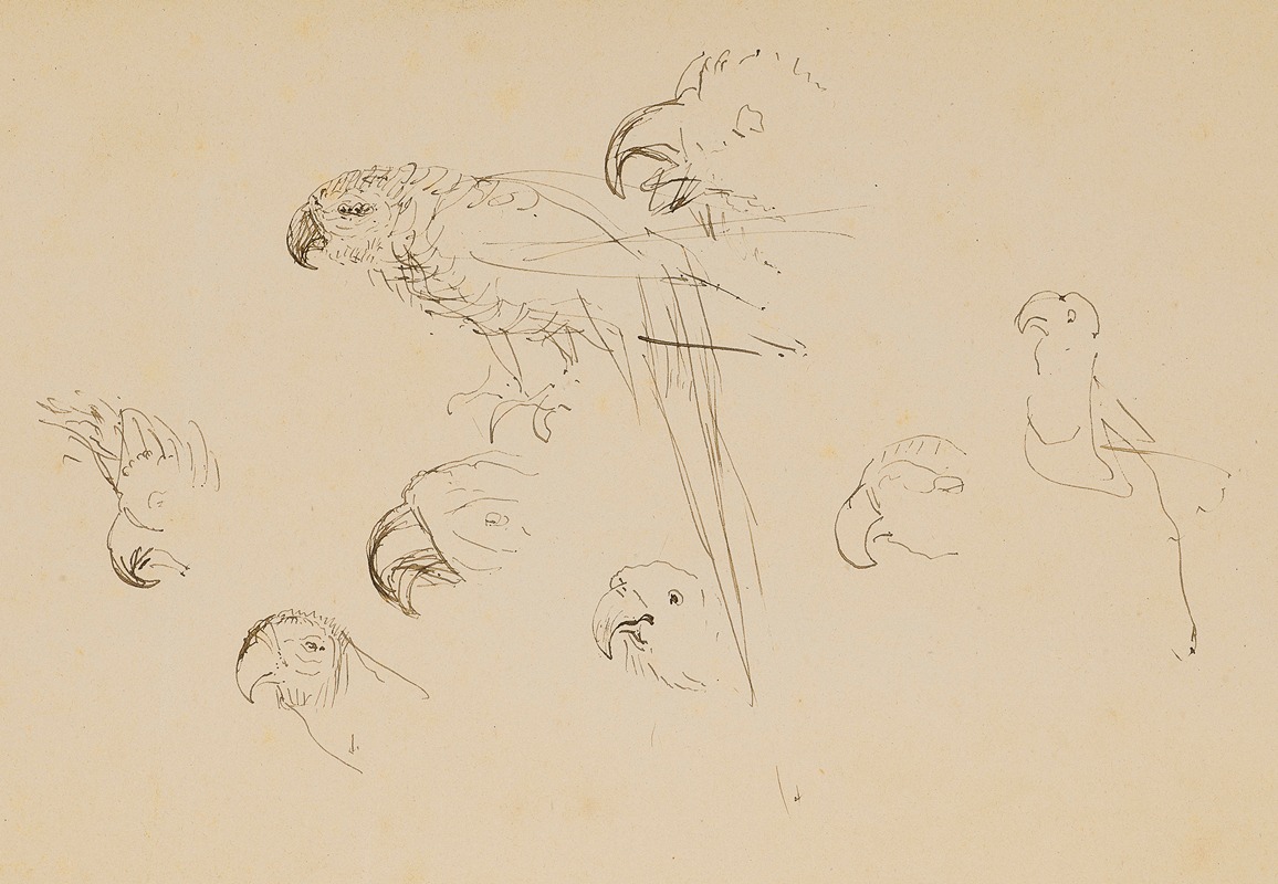 Henri de Toulouse-Lautrec - Étude de perroquets