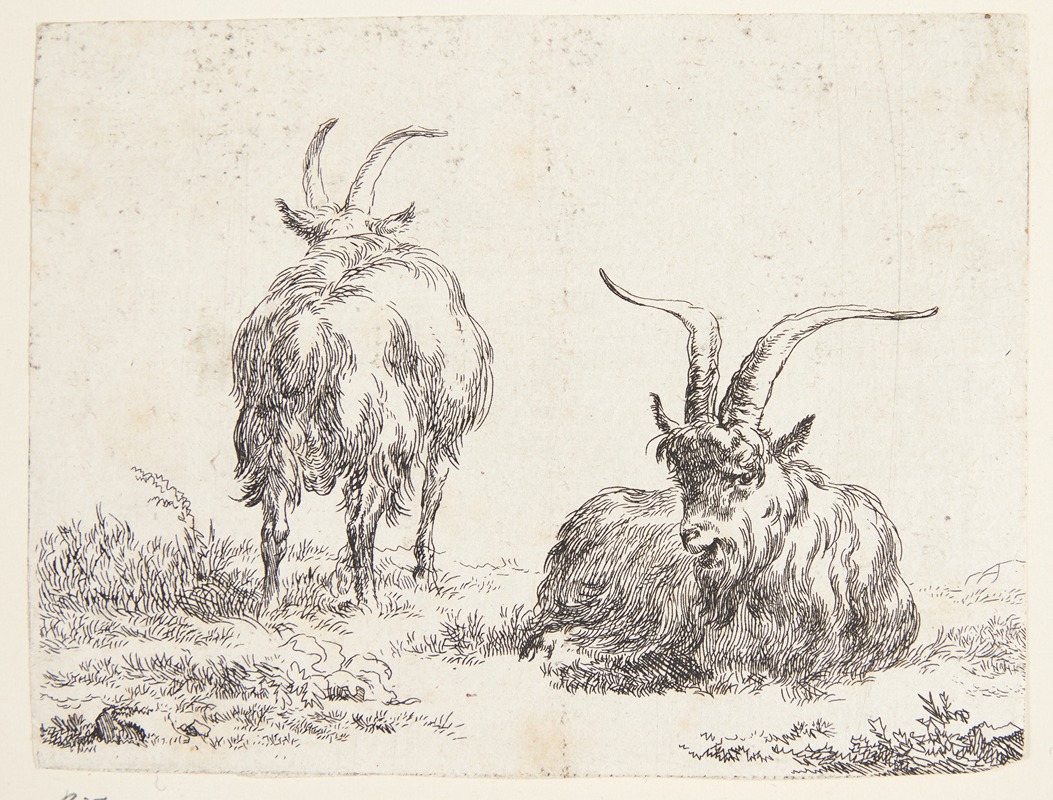 Nicolaes Pietersz. Berchem - En liggende ged og en stående ged set bagfra
