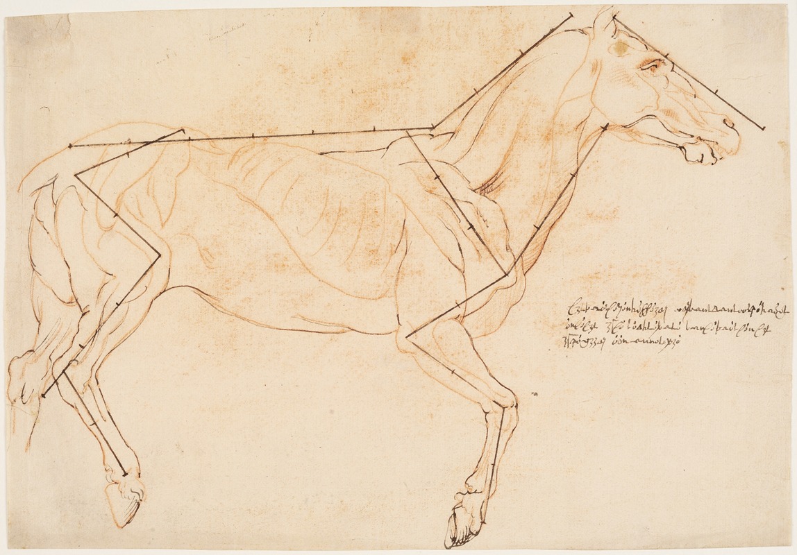 Willem Panneels - Anatomisk og proportionsstudie En hest