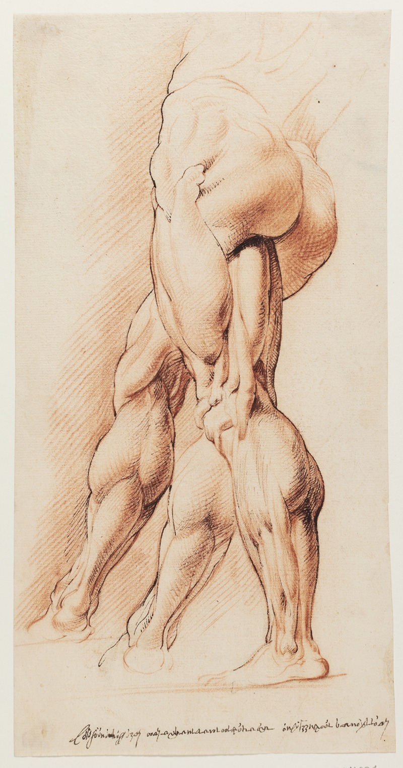 Willem Panneels - Anatomisk studie af en flået mands venstre ben set fra venstre og hans højre ben i to forskellige positioner écorché