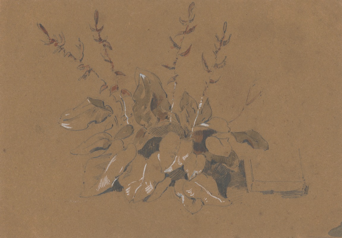 Friedrich Carl von Scheidlin - Study of Flowering Plant