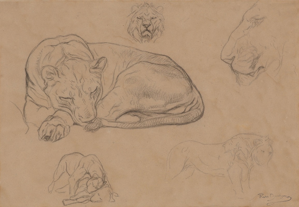 Rosa Bonheur - Studies of Lions