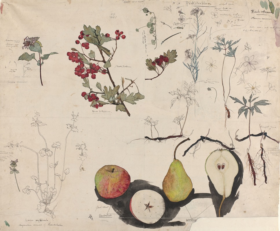 Theo Nieuwenhuis - Studieblad met vruchten, planten en bloemen