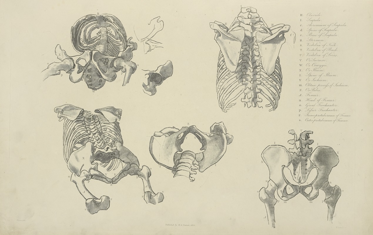 M.A. Nattali - Five views of bones of ribcage and pelvis