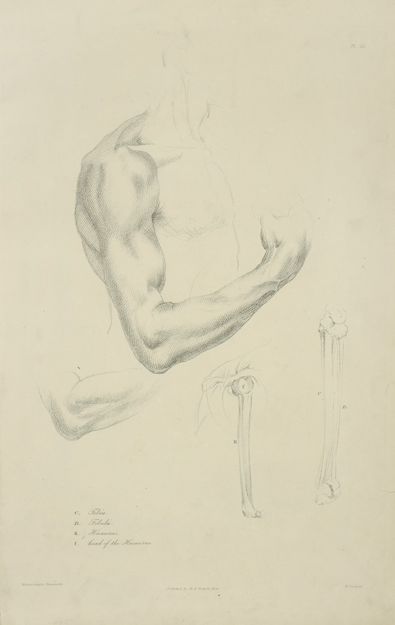 M.A. Nattali - Four views of musculature and bones of bent arm