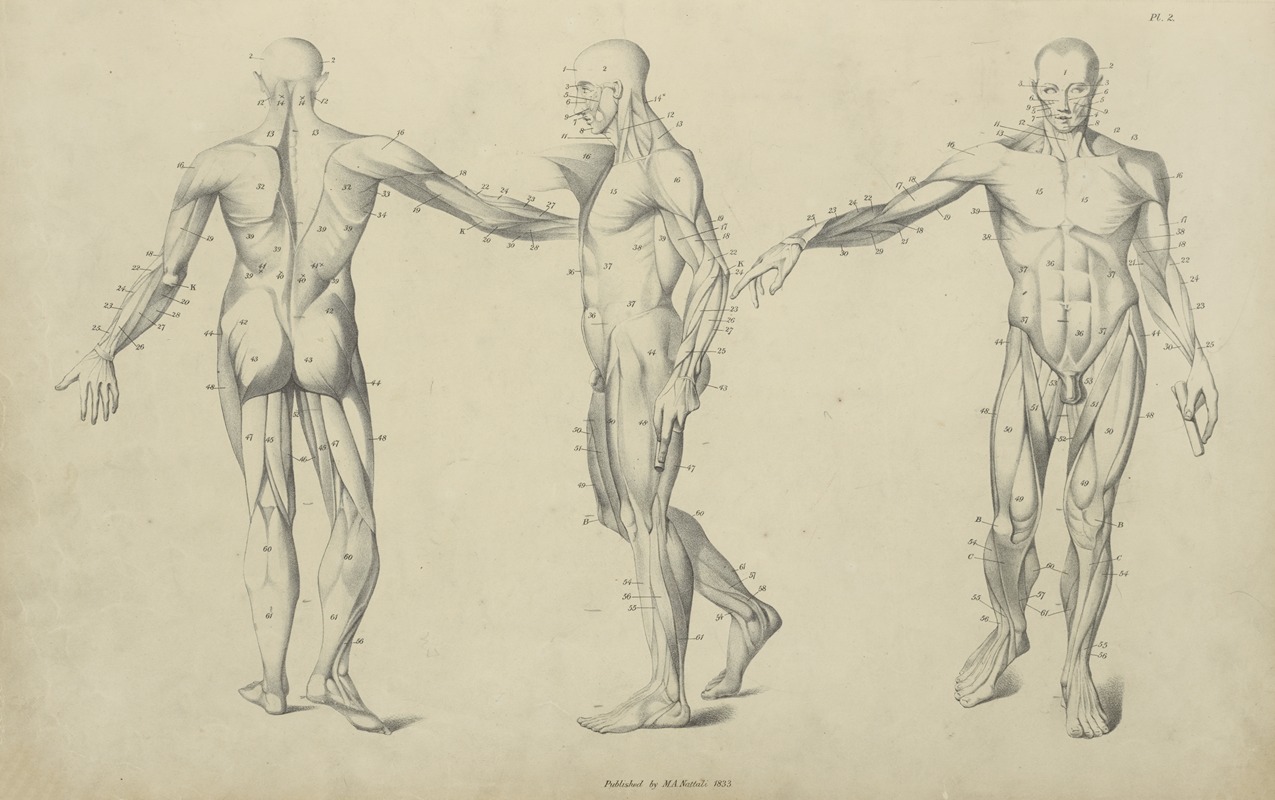 M.A. Nattali - Three poses of musculature