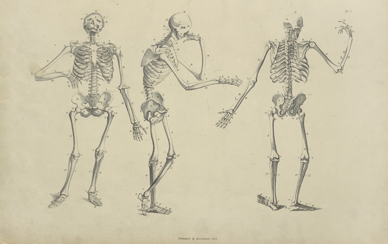 M.A. Nattali - Three poses of skeleton