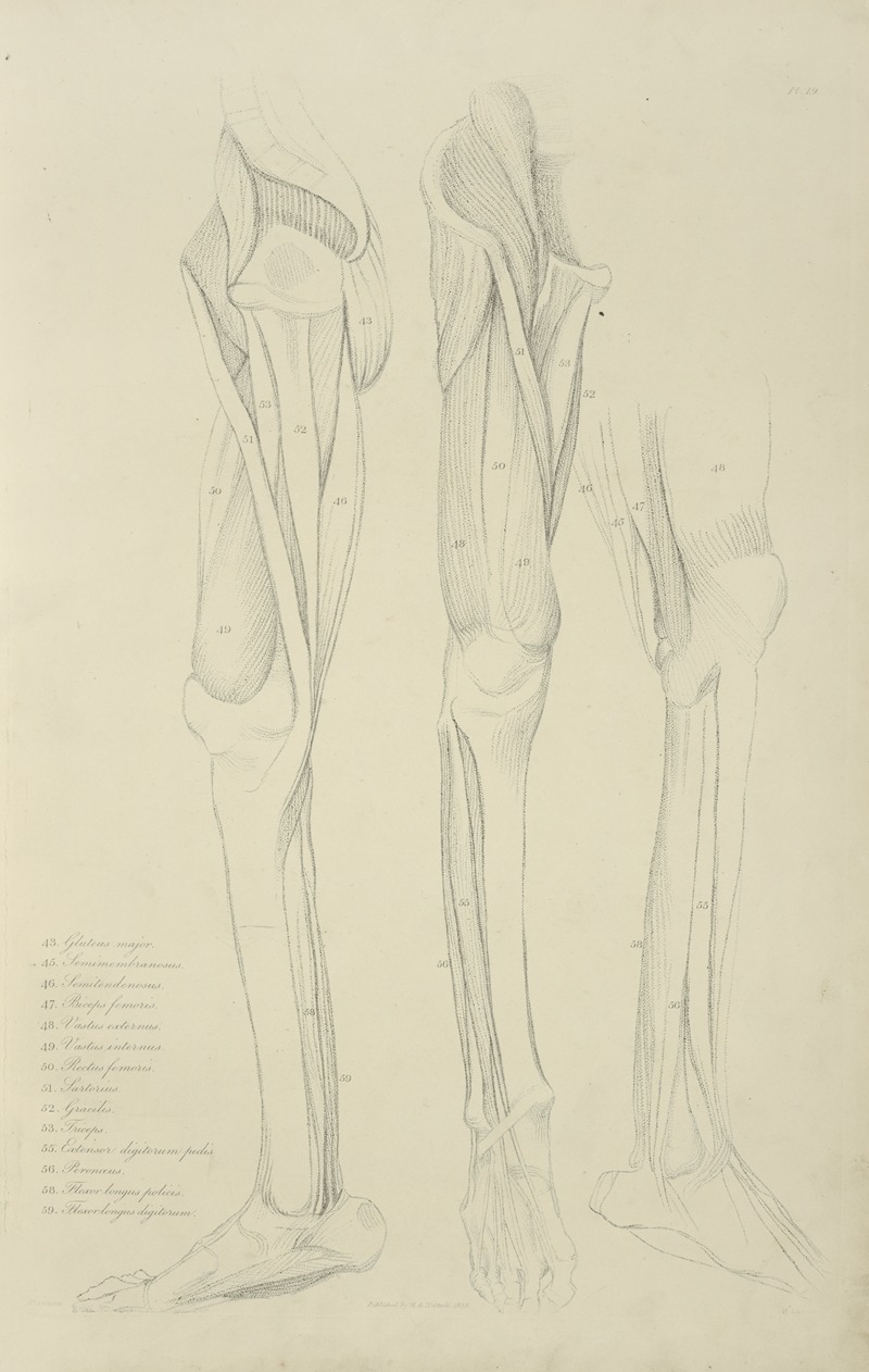 M.A. Nattali - Three views of musculature of the leg