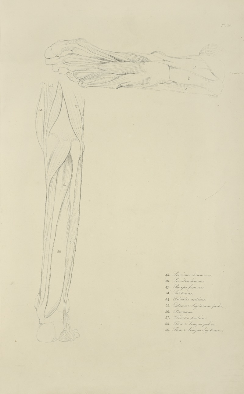 M.A. Nattali - Two views of musculature of lower leg